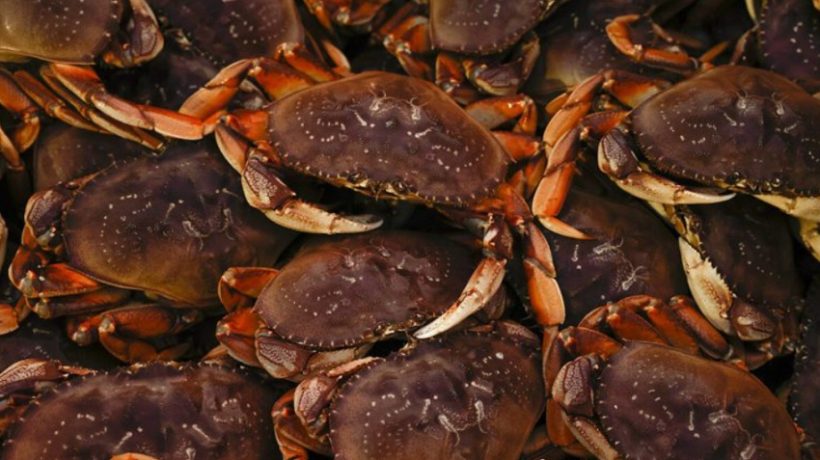 Why is Dungeness Crab So Expensive in San Francisco?