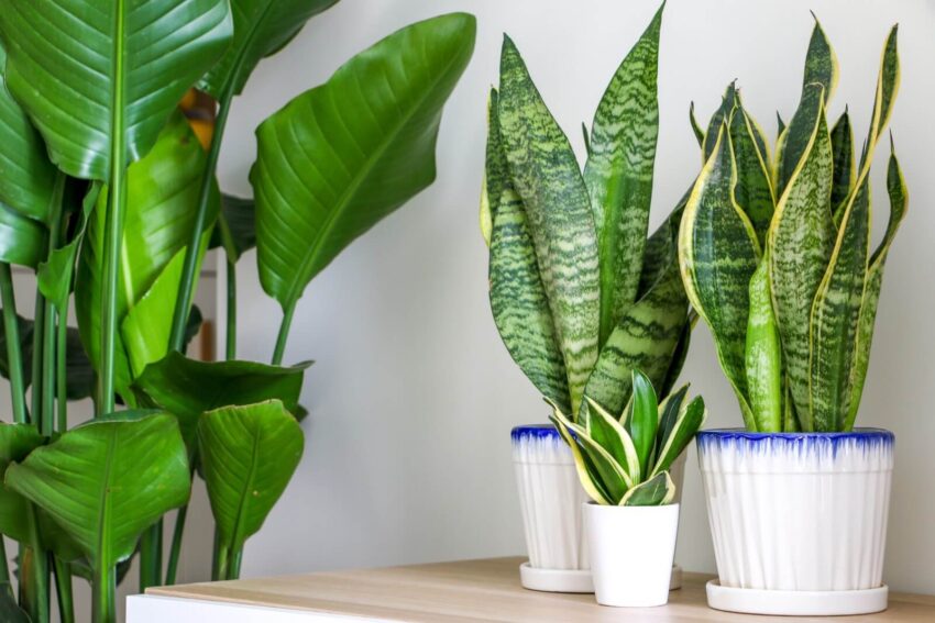 Good Luck Plants According to Feng Shui