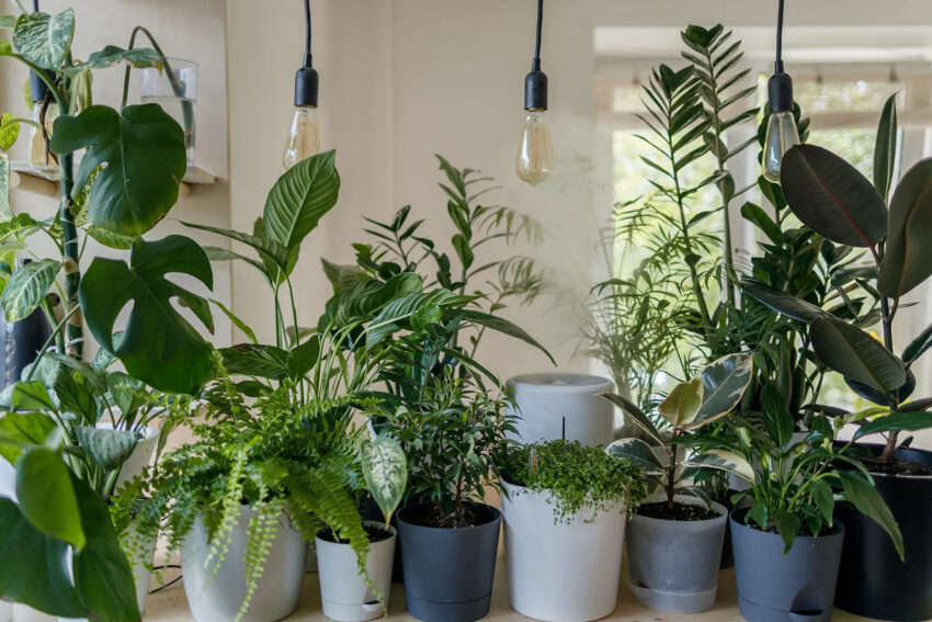 Good Luck Plants According to Feng Shui