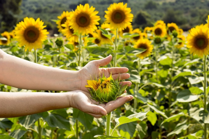 Are Sunflowers Good Cut Flowers: Maintenance and Care Tips