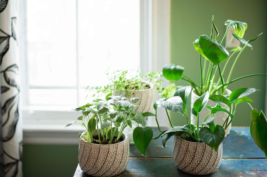 Which Plant to Put Inside Your House