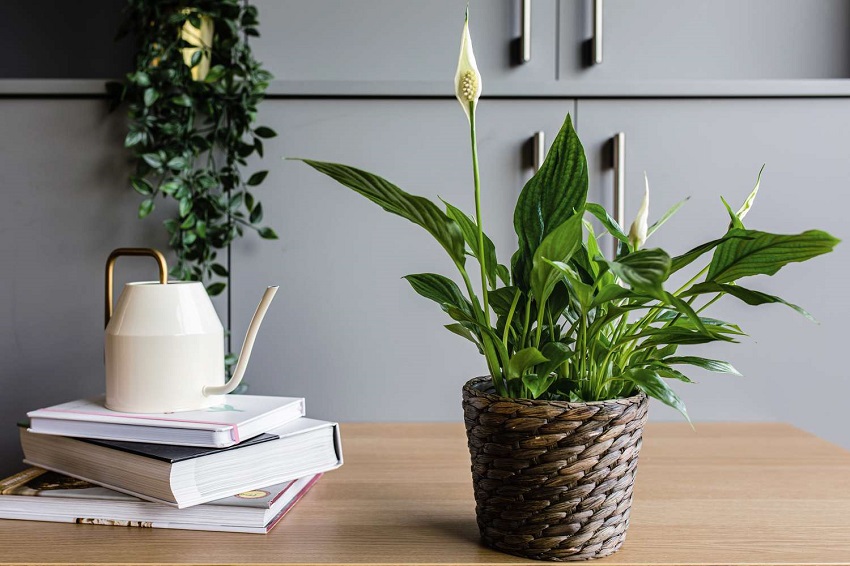 Which Plant to Put Inside Your House: Peace Lily