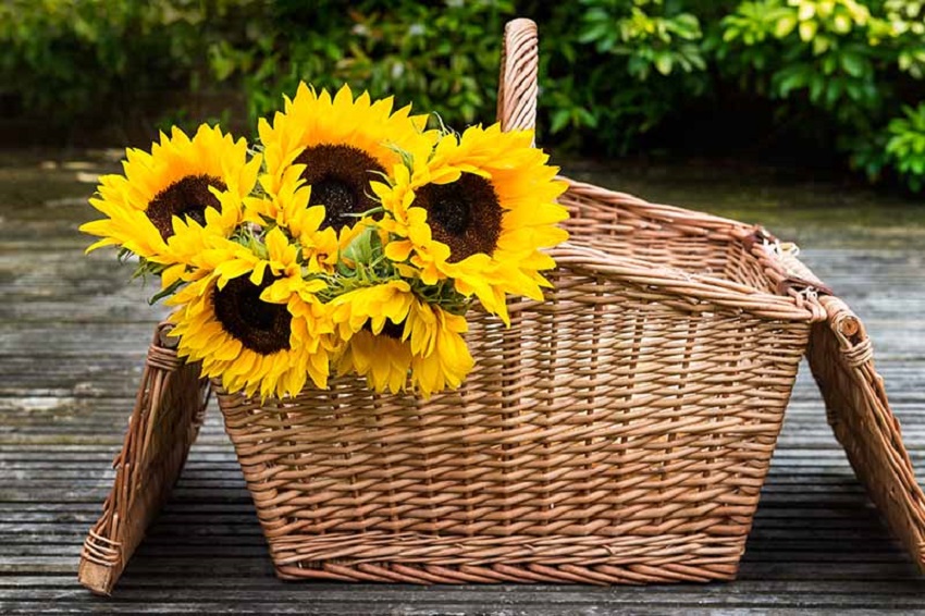 Can You Revive Cut Sunflowers