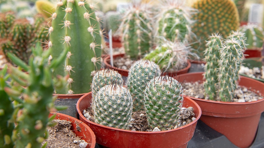How Mathematics is Embedded in a Cactus