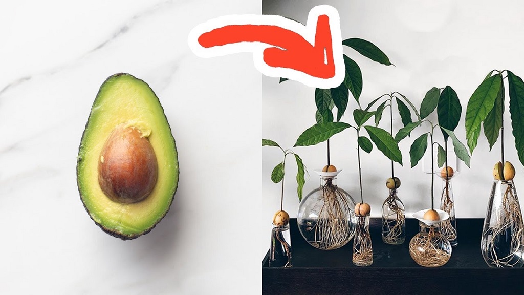 How Long Do You Keep Avocado Seeds in Water?