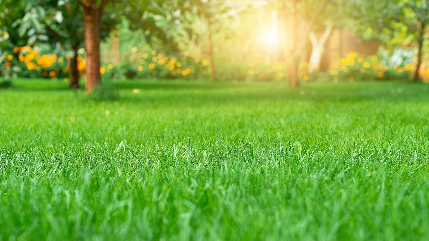 What Type of Grass Grows Best in Central Florida