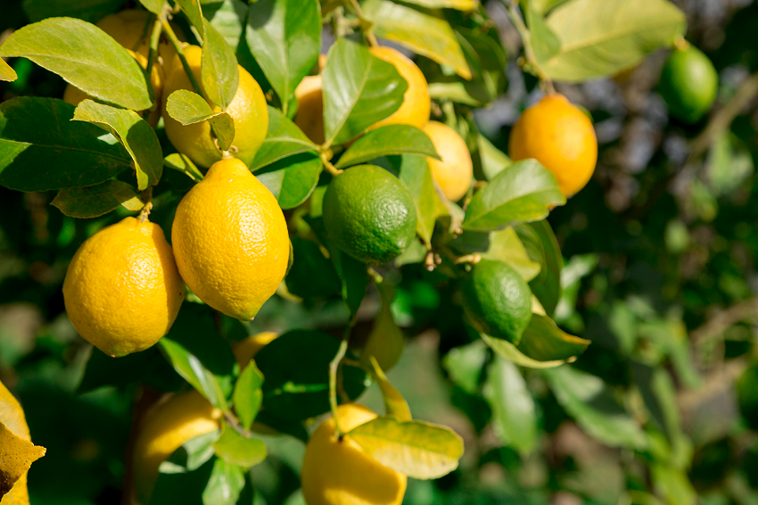 Where Do Lemon Trees Grow Best