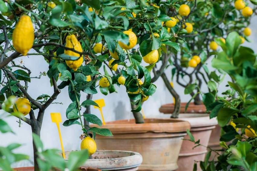 Where Do Lemon Trees Grow Best?