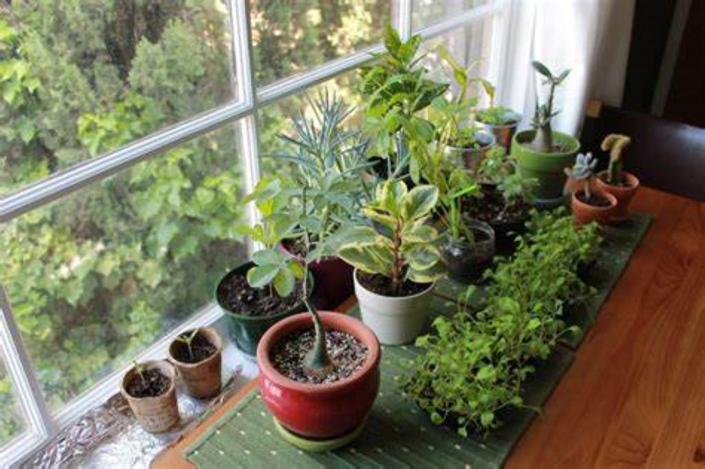 Which Plant is Best for Indoors? A Comprehensive Guide to Indoor Plants