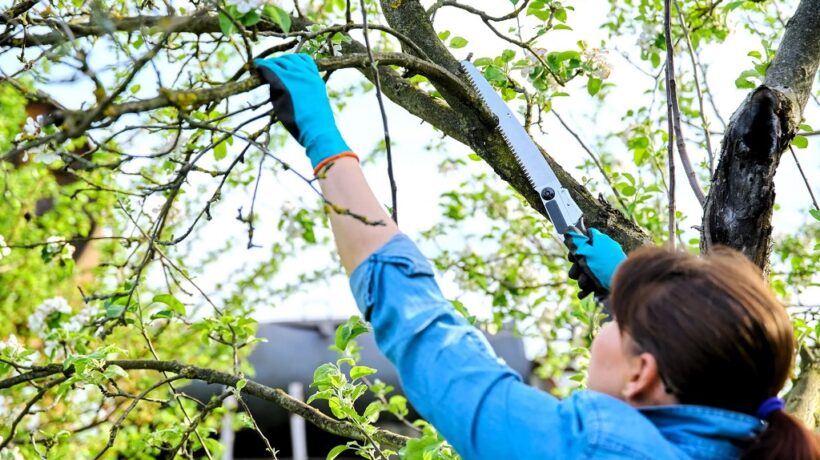 The Importance of Tree Trimming for Maintaining a Healthy Landscape