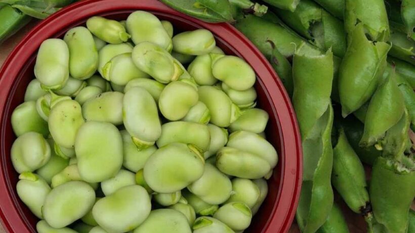 Broad Beans: A Delicious and Nutritious Legume