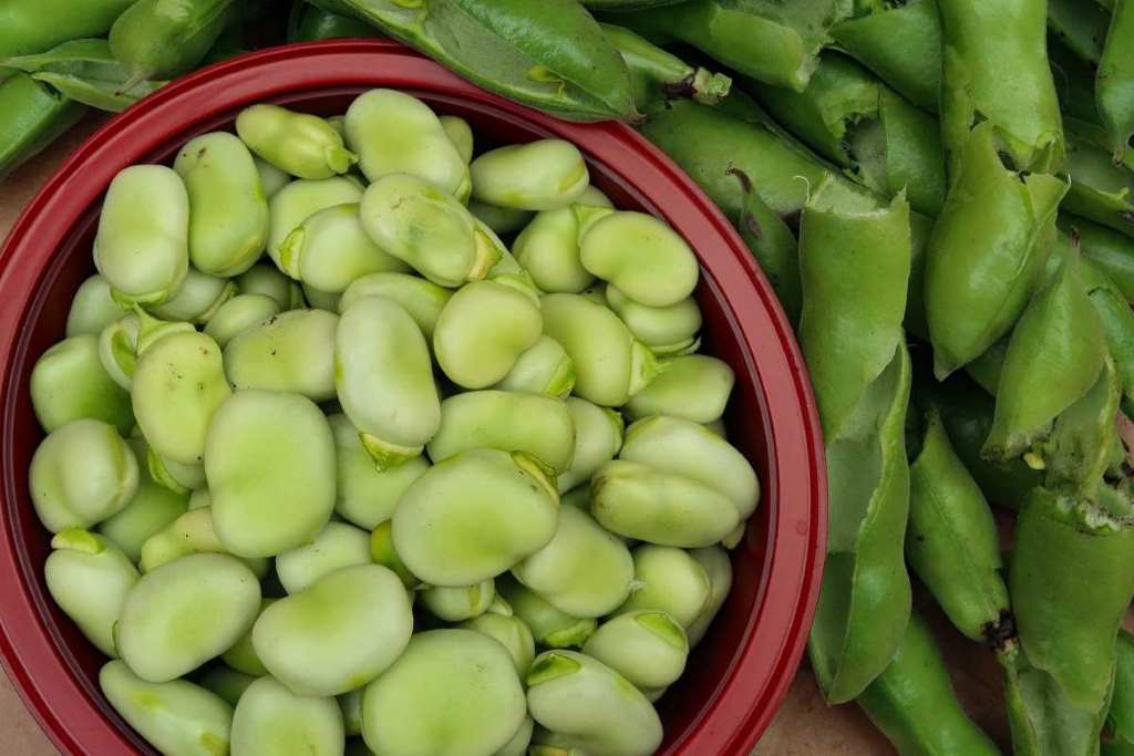 Are broad beans nutritious